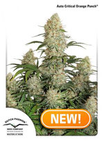 CRITICAL ORANGE PUNCH ® * DUTCH PASSION FEMINIZED