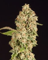 OG REEK'N REGULAR * DEVIL'S HARVEST SEEDS REG