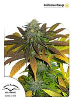 CALIFORNIAN ORANGE ® * DUTCH PASSION  FEM