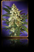 FAST BUD AUTO * SWEET SEEDS FEMINIZED