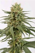 AMNESIA CBD * DINAFEM SEEDS FEM