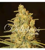 CRITICAL SENSI STAR * DELICIOUS SEEDS INDICA  FEM