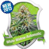 WHITE WIDOW AUTOMATIC * ROYAL QUEEN SEEDS AUTO