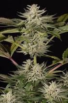 OCEAN GROWN COOKIES * DINAFEM SEEDS  FEM