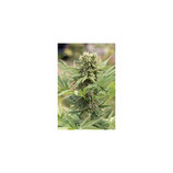 DEDOVERDE HAZE HUMBOLDT SEEDS - FEMMINIZZATA