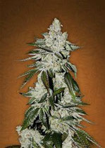 GIRL SCOUT COOKIES * FAST BUDS SEEDS FEM