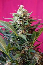 BIG DEVIL XL AUTO * SWEET SEEDS FEMINIZED