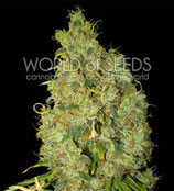 NORTHERN LIGHT X SKUNK * WORLD OF SEEDS FEM