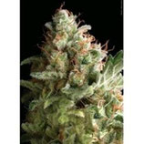 PYRAMID SEEDS - AMERICAN PIE - FEMMINIZZATA