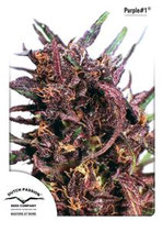 PURPLE #1 DUTCH PASSION FEMMINIZZATA
