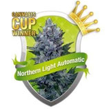 NORTHERN LIGHT AUTOMATIC * ROYAL QUEEN SEEDS AUTO