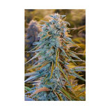 BLUE DREAM HUMBOLDT SEEDS - FEMMINIZZATA