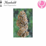 BUBBA'S GIFT - HUMBOLDT SEEDS - FEMMINIZZATA