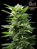 TNT KUSH EVA SEEDS FEMMINIZZATA