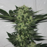 THE CALI CONNECTION - 818 HEADBAND - 6 SEMI FEM