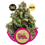 CANDY KUSH EXPRESS FAST VERSION - ROYAL QUEEN SEEDS - FEMMINIZZATA