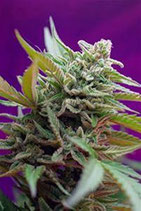 BLACK JACK AUTO * SWEET SEEDS FEMINIZED