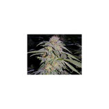 LOST COAST HASHPLAN HUMBOLDT SEEDS - FEMMINIZZATA