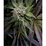 PYRAMID SEEDS - BLUE PYRAMID - FEMMINIZZATA