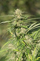 CHEESE CBD* DINAFEM SEEDS  FEMMINIZZATA