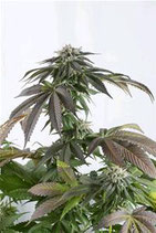 BUBBA KUSH CBD * DINAFEM SEEDS FEM