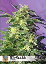 KILLER KUSH AUTO * SWEET SEEDS FEMINIZED