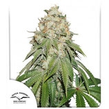 BANANA BLAZE ® * DUTCH PASSION FEM