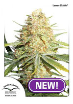 LEMON ZKITTLE ® * DUTCH PASSION  FEM