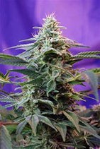 SWEET SPECIAL F1 FAST VERSION * SWEET SEEDS FEMINIZED