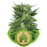 ROYAL KUSH AUTOMATIC * ROYAL QUEEN SEEDS  AUTO