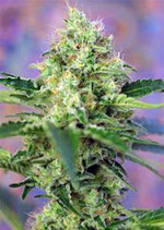 CRYSTAL CANDY * SWEET SEEDS FEMINIZED