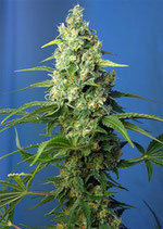 HONEY PEACH AUTO CBD® * SWEET SEEDS FEMINIZED