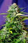 JACK 47 AUTO * SWEET SEEDS FEMINIZED