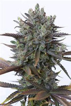 PURPLE ORANGE CBD* DINAFEM SEEDS FEM