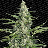 PANDORA AUTO * PARADISE SEEDS FEMINIZED