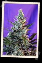 SWEET SKUNK AUTO * SWEET SEEDS FEMINIZED