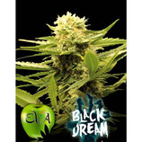 BLACK DREAM - EVA SEEDS - FEMMINIZZATA