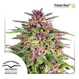 FRISIAN DEW ® * DUTCH PASSION 3 SEMI FEM