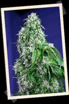 BIG DEVIL F1 FAST VERSION * SWEET SEEDS FEMINIZED