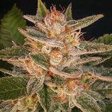 CHEESE CANDY * DELICIOUS SEEDS  FEM