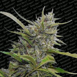 AUTO WHITE BERRY * PARADISE SEEDS FEMINIZED