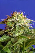 GREEN POISON * SWEET SEEDS FEMINIZED