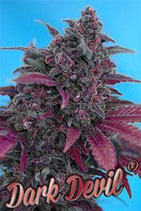 AUTO DARK DEVIL * SWEET SEEDS RED FAMILY FEMINIZED