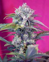 CREAM MANDARINE AUTO * SWEET SEEDS FEMINIZED