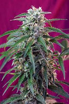 GREEN POISON AUTO * SWEET SEEDS FEMINIZED