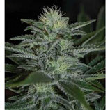 PYRAMID SEEDS - WHITE WIDOW - FEMMINIZZATA