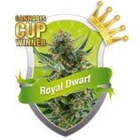 ROYAL DWARF * ROYAL QUEEN SEEDS AUTO