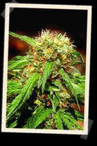 SWEET TAI * SWEET SEEDS FEMINIZED