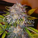 CARAMELO * DELICIOUS SEEDS SATIVA FEM