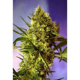 BIG DEVIL #2 AUTO * SWEET SEEDS FEMINIZED